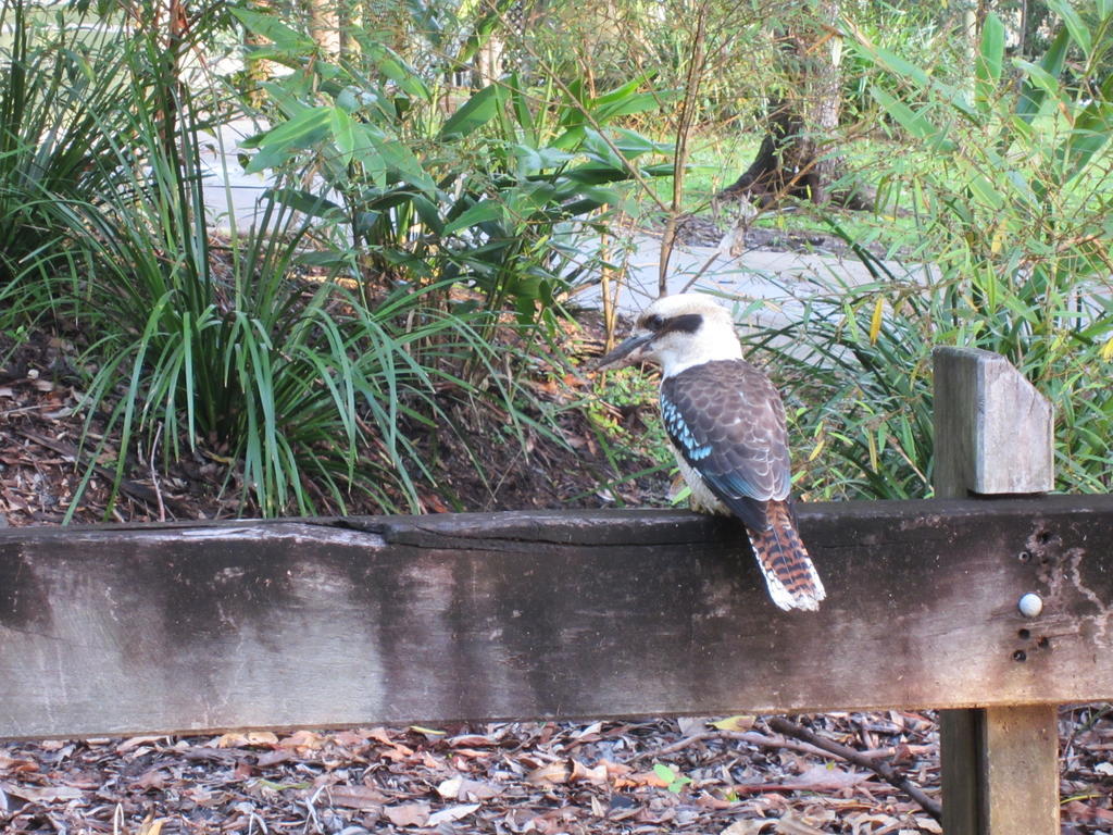 Eden Lodge Nambour Exteriér fotografie